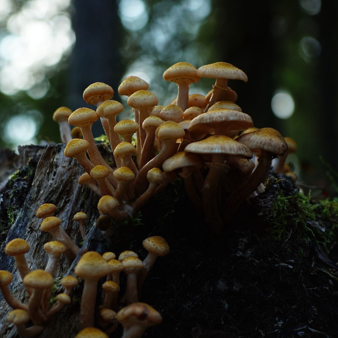 1280x1280 Wallpaper northern honey fungus, honey fungus, mushrooms, macro, stump, moss, nature