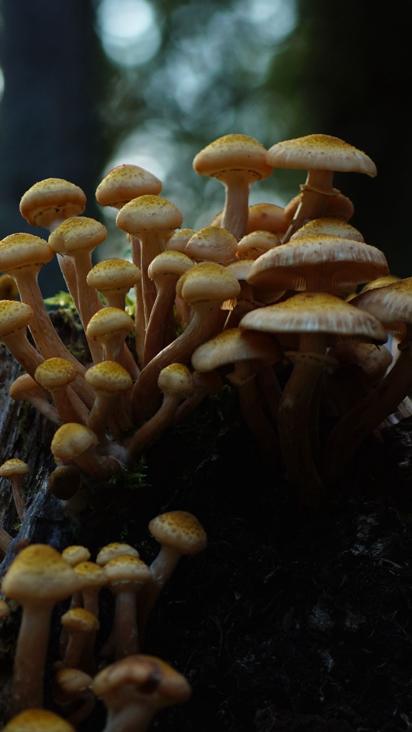 1350x2400 Wallpaper northern honey fungus, honey fungus, mushrooms, macro, stump, moss, nature