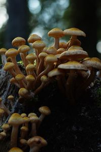 Preview wallpaper northern honey fungus, honey fungus, mushrooms, macro, stump, moss, nature