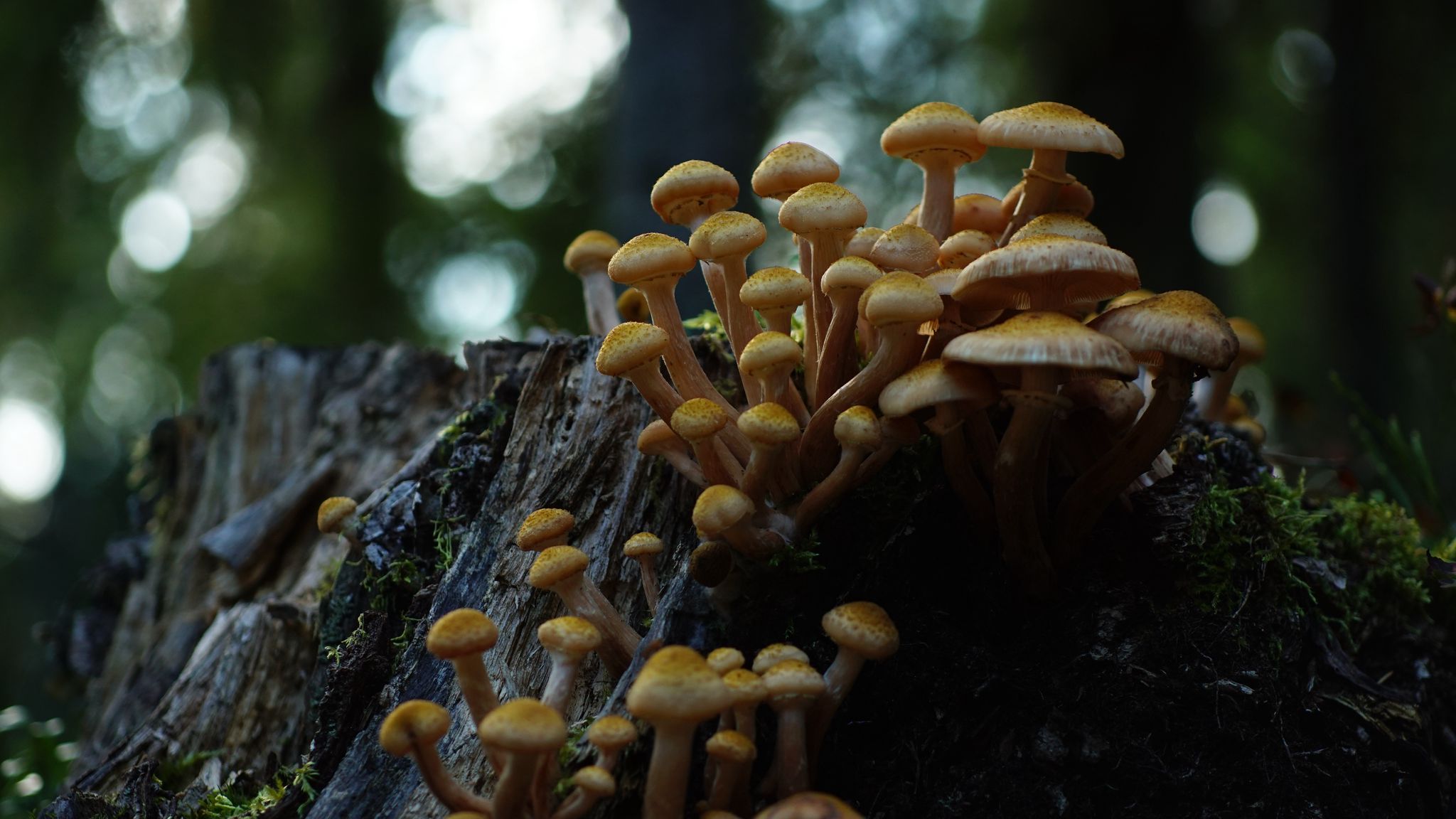2048x1152 Wallpaper northern honey fungus, honey fungus, mushrooms, macro, stump, moss, nature