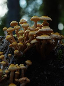 Preview wallpaper northern honey fungus, honey fungus, mushrooms, macro, stump, moss, nature