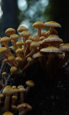 240x400 Wallpaper northern honey fungus, honey fungus, mushrooms, macro, stump, moss, nature