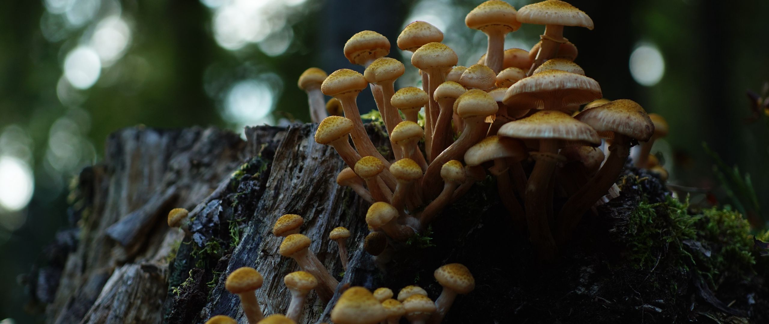 2560x1080 Wallpaper northern honey fungus, honey fungus, mushrooms, macro, stump, moss, nature