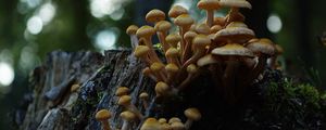 Preview wallpaper northern honey fungus, honey fungus, mushrooms, macro, stump, moss, nature