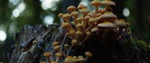 Preview wallpaper northern honey fungus, honey fungus, mushrooms, macro, stump, moss, nature