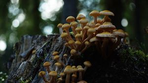 Preview wallpaper northern honey fungus, honey fungus, mushrooms, macro, stump, moss, nature