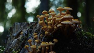Preview wallpaper northern honey fungus, honey fungus, mushrooms, macro, stump, moss, nature