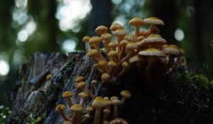 Preview wallpaper northern honey fungus, honey fungus, mushrooms, macro, stump, moss, nature