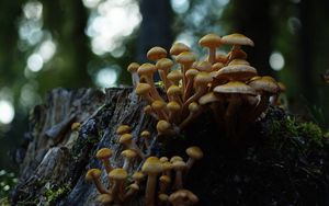 Preview wallpaper northern honey fungus, honey fungus, mushrooms, macro, stump, moss, nature