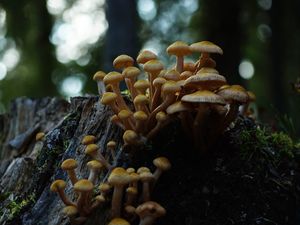 Preview wallpaper northern honey fungus, honey fungus, mushrooms, macro, stump, moss, nature