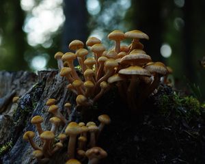 Preview wallpaper northern honey fungus, honey fungus, mushrooms, macro, stump, moss, nature