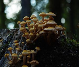 Preview wallpaper northern honey fungus, honey fungus, mushrooms, macro, stump, moss, nature