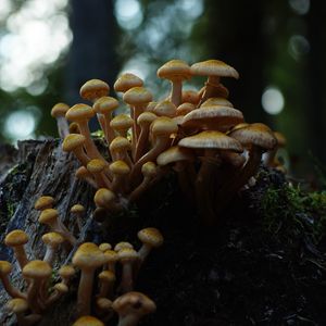 Preview wallpaper northern honey fungus, honey fungus, mushrooms, macro, stump, moss, nature