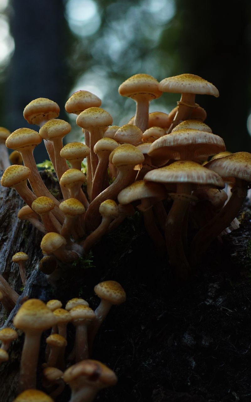 800x1280 Wallpaper northern honey fungus, honey fungus, mushrooms, macro, stump, moss, nature