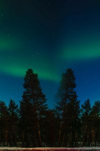 Preview wallpaper northern lights, aurora, trees, forest, starry sky