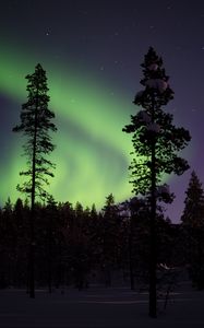 Preview wallpaper northern lights, aurora, trees, snow, forest, night, snowy