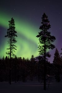 Preview wallpaper northern lights, aurora, trees, snow, forest, night, snowy