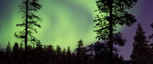 Preview wallpaper northern lights, aurora, trees, snow, forest, night, snowy