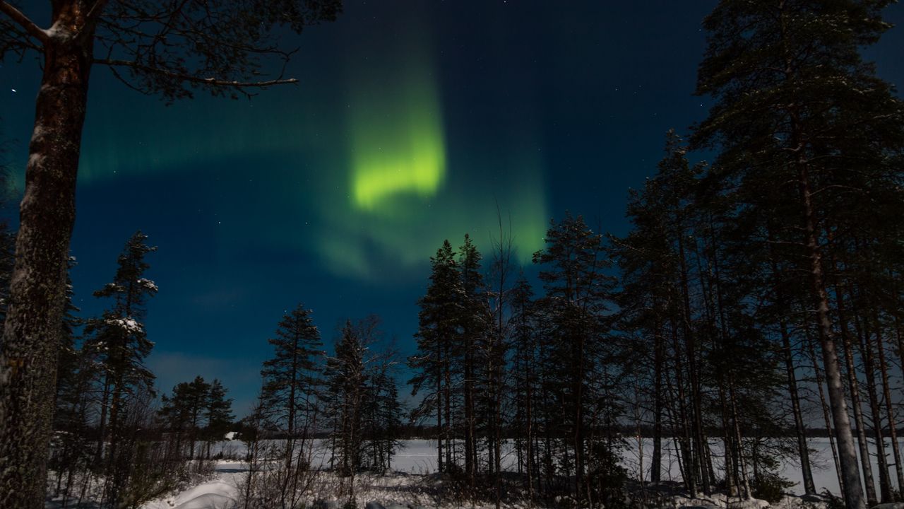 Wallpaper northern lights, aurora, winter, forest, night, trees, sky