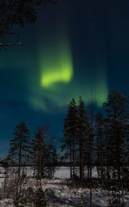 Preview wallpaper northern lights, aurora, winter, forest, night, trees, sky