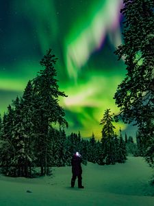 Preview wallpaper northern lights, forest, silhouette, winter, night, north