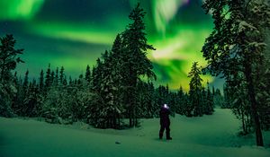 Preview wallpaper northern lights, forest, silhouette, winter, night, north