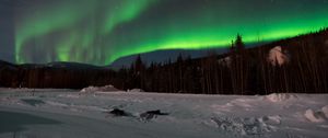 Preview wallpaper northern lights, forest, snow, winter, landscape