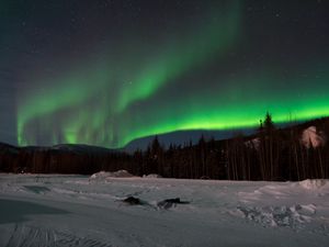 Preview wallpaper northern lights, forest, snow, winter, landscape