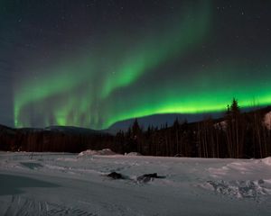 Preview wallpaper northern lights, forest, snow, winter, landscape