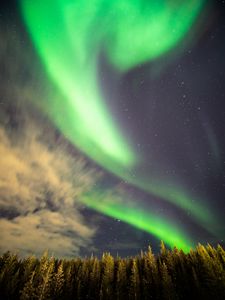 Preview wallpaper northern lights, forest, trees, night