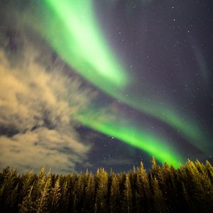 Preview wallpaper northern lights, forest, trees, night