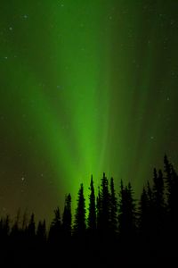 Preview wallpaper northern lights, glow, trees, silhouettes, green, dark