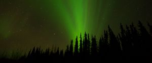 Preview wallpaper northern lights, glow, trees, silhouettes, green, dark