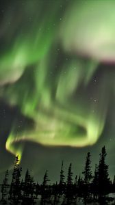 Preview wallpaper northern lights, lights, spruce, trees, night