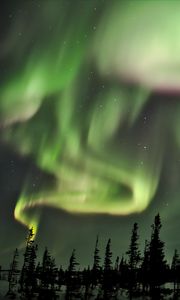 Preview wallpaper northern lights, lights, spruce, trees, night