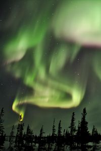 Preview wallpaper northern lights, lights, spruce, trees, night