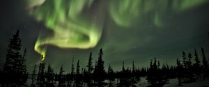 Preview wallpaper northern lights, lights, spruce, trees, night