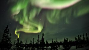 Preview wallpaper northern lights, lights, spruce, trees, night