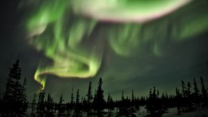 Preview wallpaper northern lights, lights, spruce, trees, night