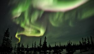 Preview wallpaper northern lights, lights, spruce, trees, night