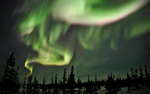 Preview wallpaper northern lights, lights, spruce, trees, night