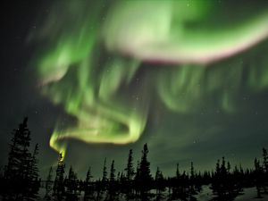 Preview wallpaper northern lights, lights, spruce, trees, night