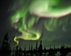 Preview wallpaper northern lights, lights, spruce, trees, night