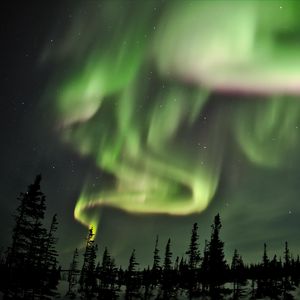 Preview wallpaper northern lights, lights, spruce, trees, night