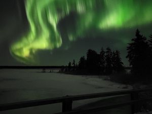 Preview wallpaper northern lights, night, winter, trees, snow