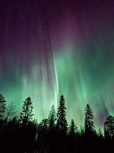 Preview wallpaper northern lights, sky, night, stars, trees