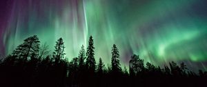 Preview wallpaper northern lights, sky, night, stars, trees