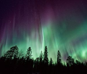 Preview wallpaper northern lights, sky, night, stars, trees