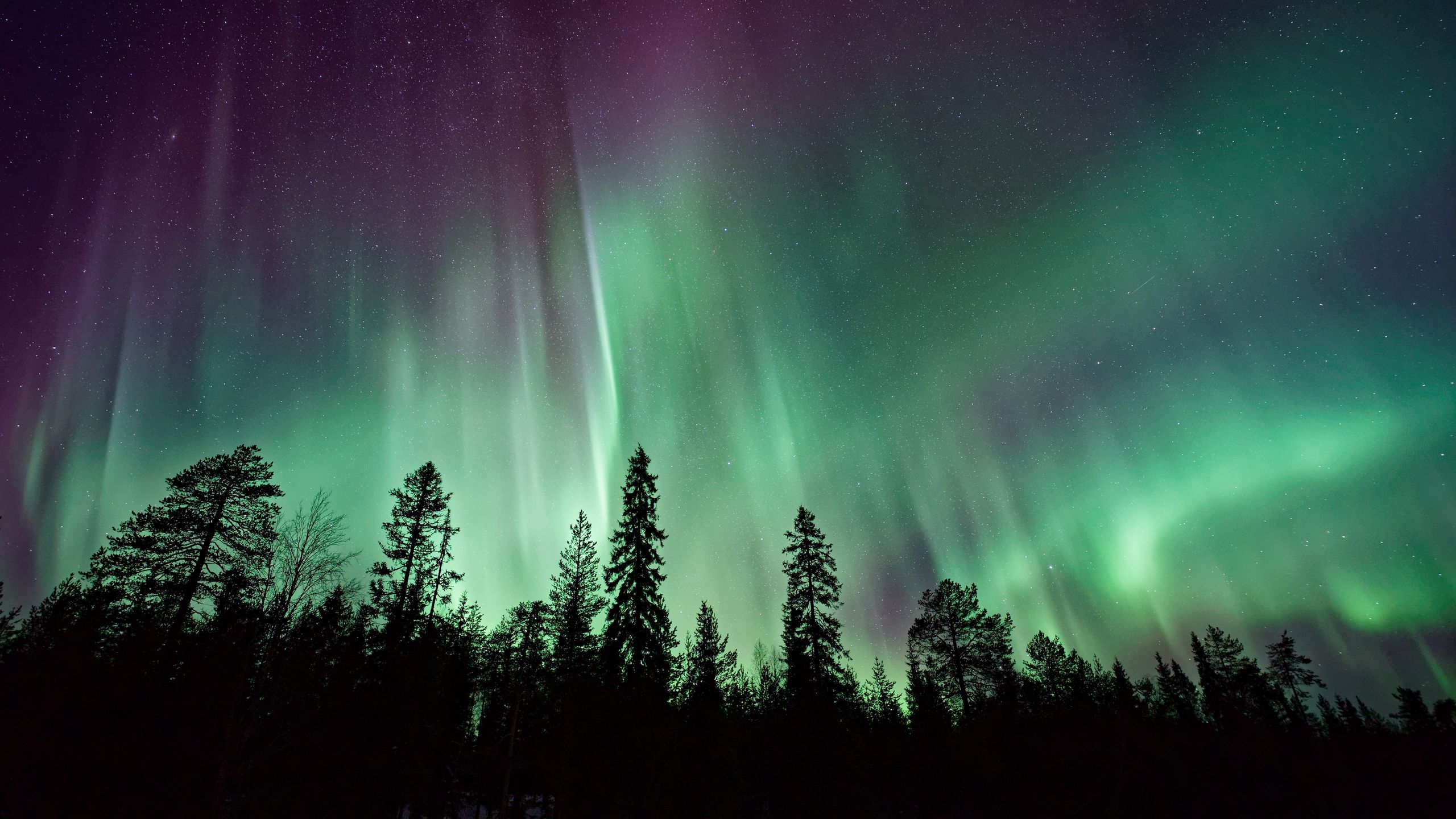 Download wallpaper 2560x1440 northern lights, sky, night, stars, trees