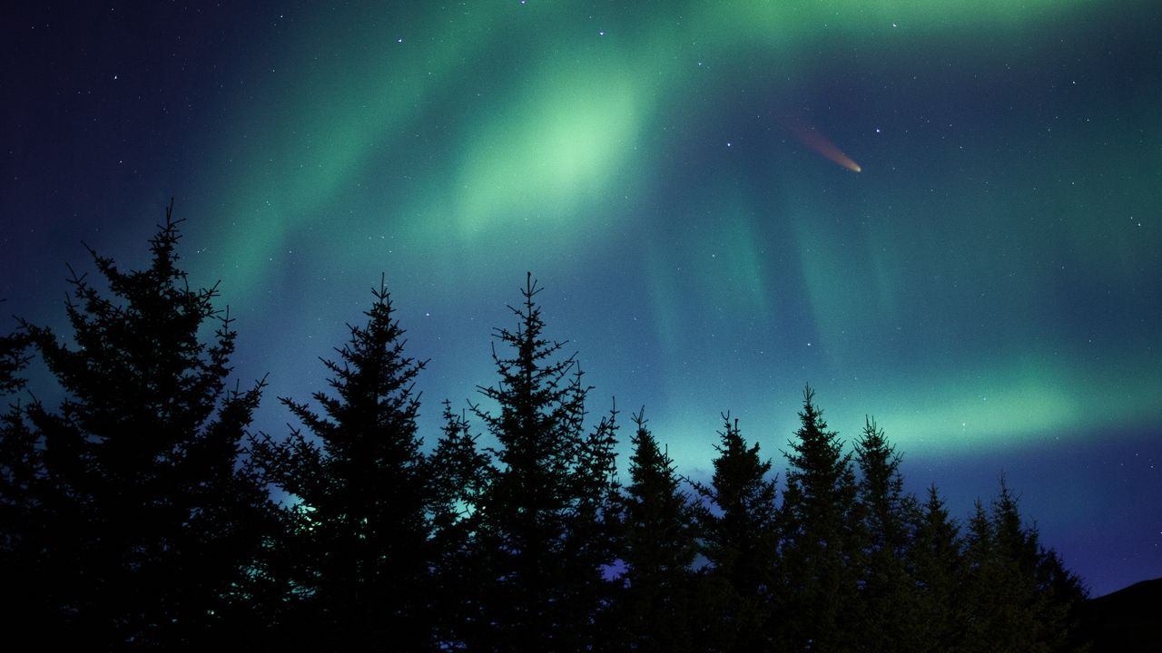 Wallpaper northern lights, spruce, trees, night